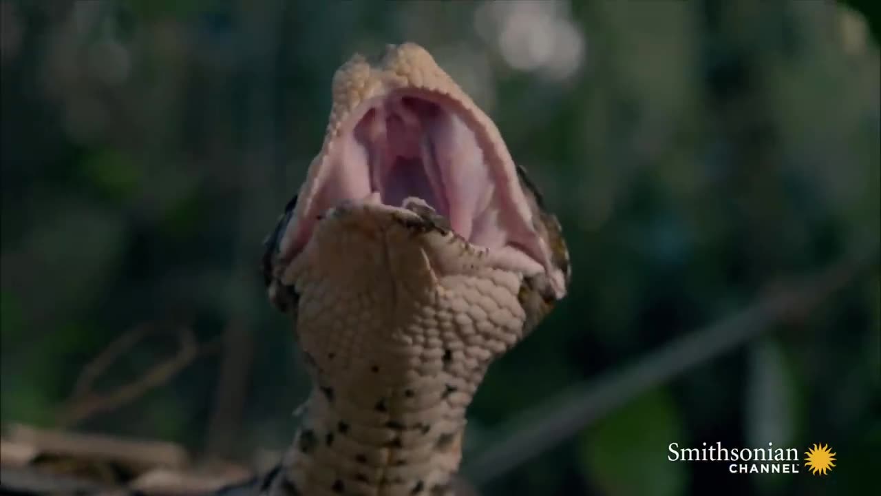 Incredible: A Gaboon Viper Strikes a Bird in Slo-Mo