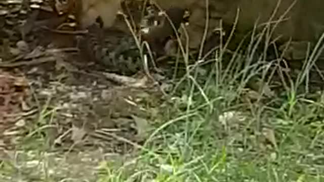 A cat eating a big snake