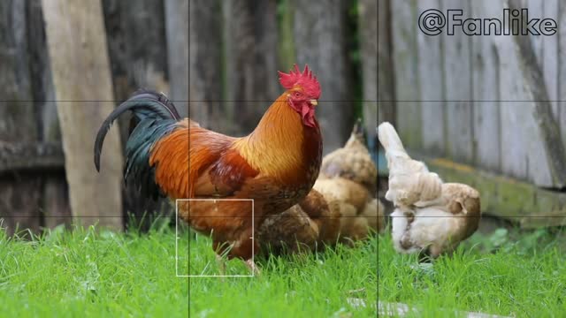 Basic Chickens | Funny Chicken Video Compilation 2020 Hen party video shoot