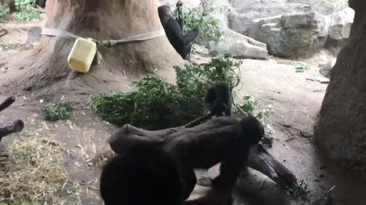 Cute play of chimpanzee baby and chimpanzee mother