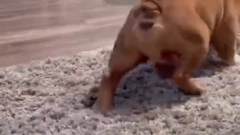 Dogs playing with each other