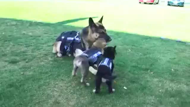 Little Puppy train to be a police DOG