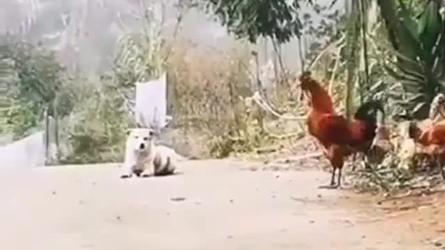 the rooster taught the dog