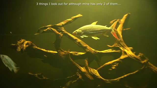 How to CHOOSE African tiger fish
