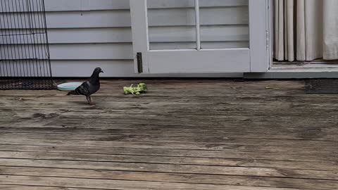 The pigeons really like the rabbit food.