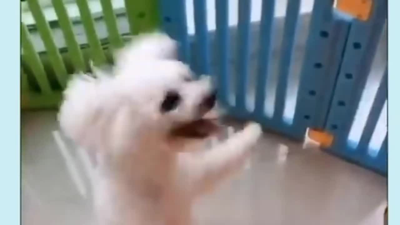 Funny Dog Playing