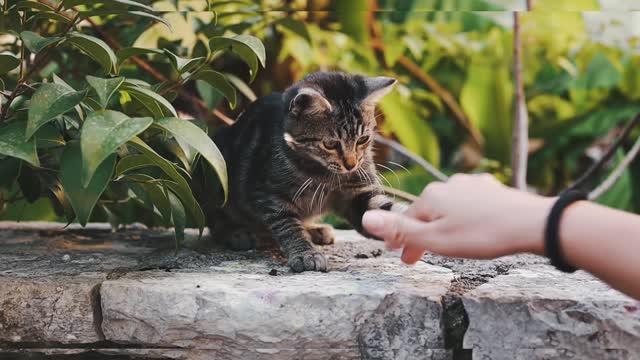 Cute Cats Have The Most Special Relationship With Their Owner Bestfriend. Cute Cat Moment 🐈