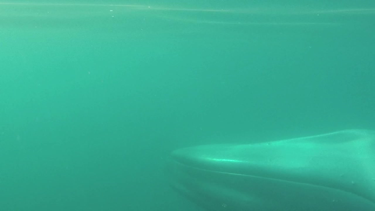 Paddle boarders close encounter with the largest animal in the world