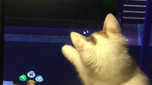 A cat plays with a mouse pointer