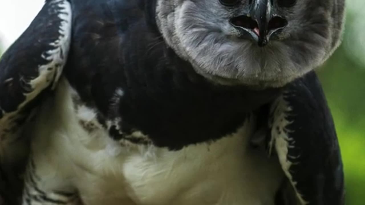 Harpy Eagle