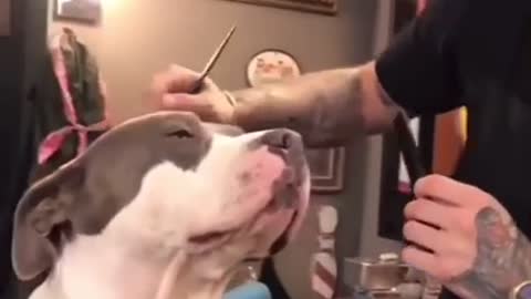 dog getting a haircut 😅