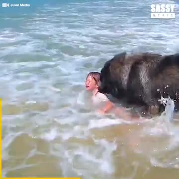 Dog Decides to Rescue Girl Playing in Ocean
