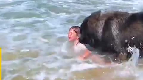 Dog Decides to Rescue Girl Playing in Ocean