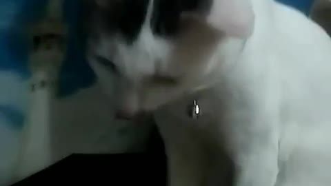 Funny cat