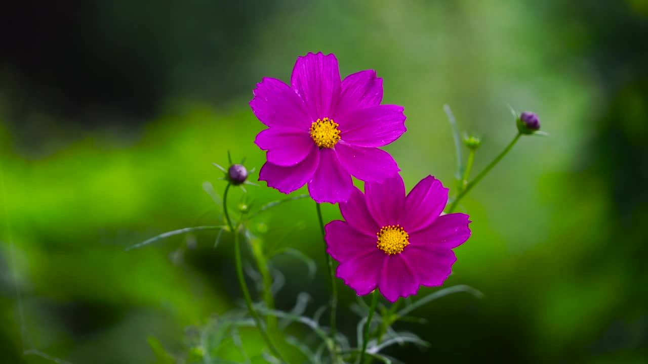 Beautiful Natural flowers video