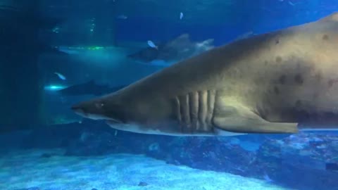 A shark in the aquarium.