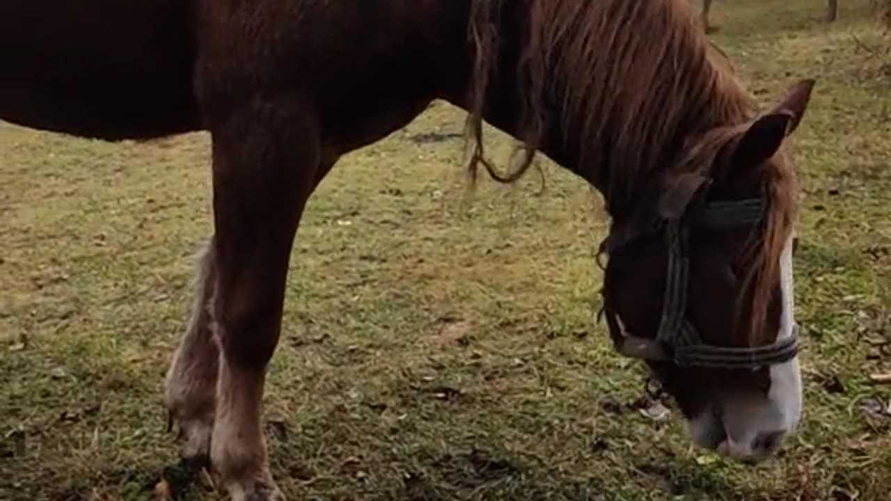 The Funniest Horse Moments