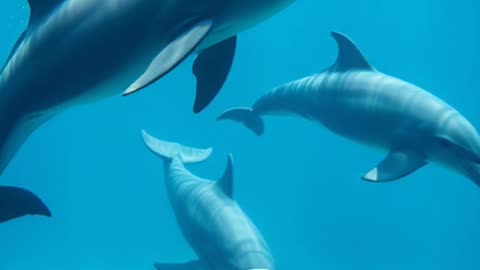 The Steller’s Sea Cow: The Giant of the Ocean