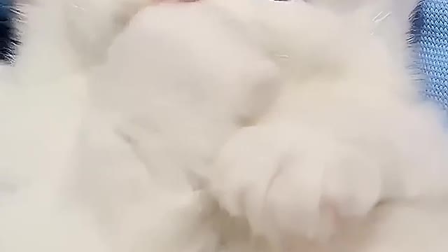 Beautiful kitten