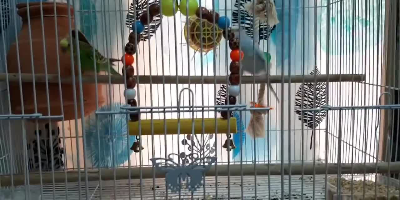 Yoku and Spartacus " THE LOVEBIRDS "