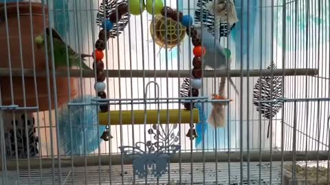 Yoku and Spartacus " THE LOVEBIRDS "