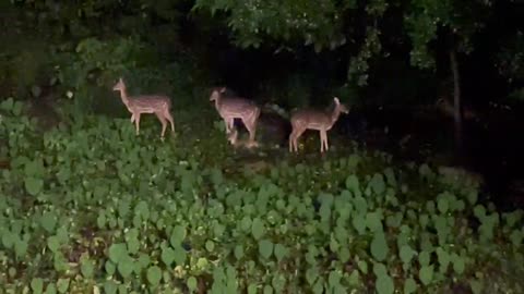 Beautiful deer in the forest