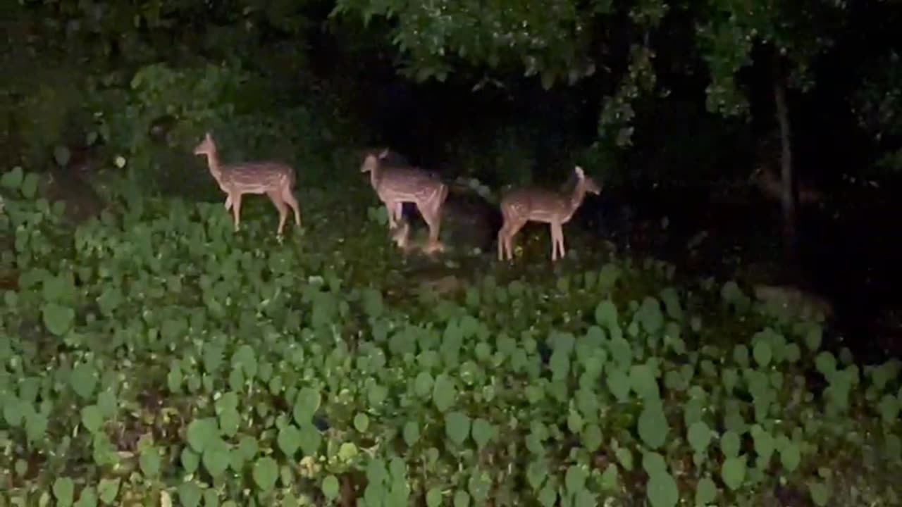 Beautiful deer in the forest