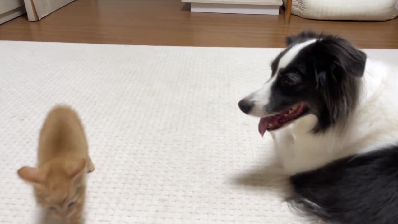 Rescued Tiny Kitten Leads His Pack Of Border Collie Dogs