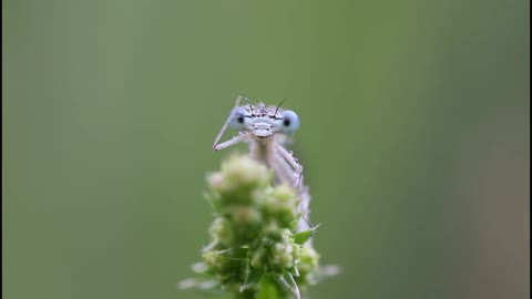 Dragonfly Waving