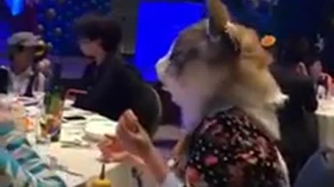 Achei que o gato tava comendo