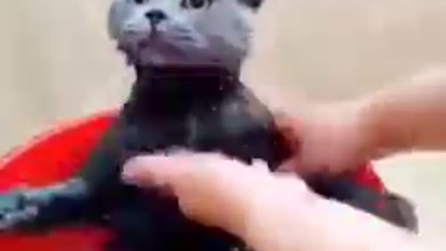 Baby Cats - Cute and Funny Cat Videos Compilation #19 || Exlamation Animals