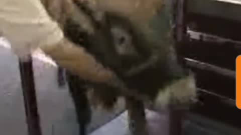 Funny Videos - Don't Mess with Nature