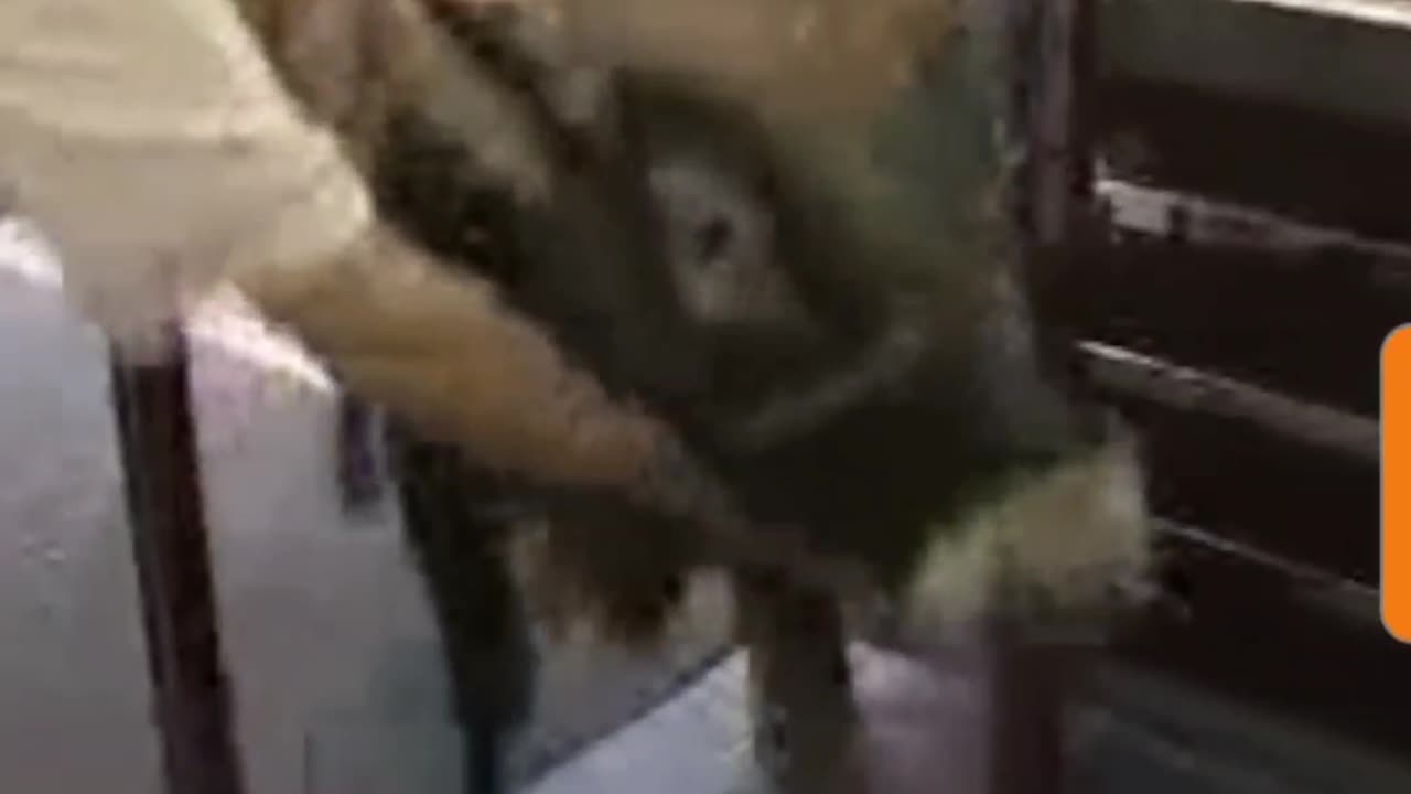 Funny Videos - Don't Mess with Nature