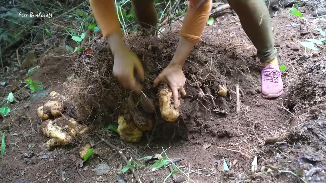 Harvesting tubers food & selling in market