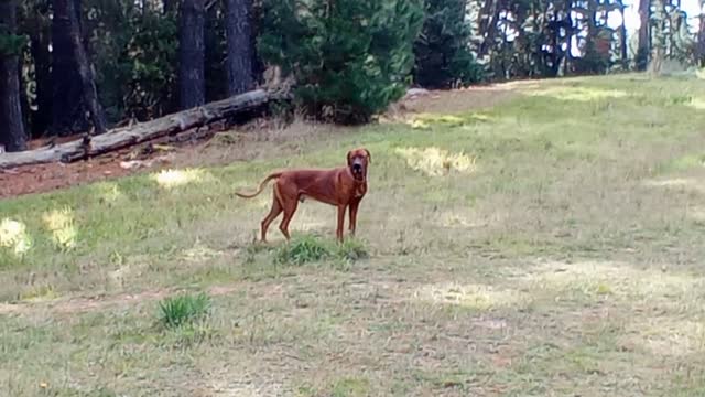 The Natural Presence Of A Blue Blood Rhodesian Ridgeback