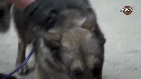 how the worlds toughest police dog is trained