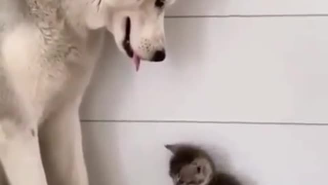 Husky and Kitty are so cute together