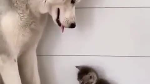 Husky and Kitty are so cute together