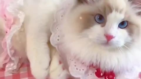 Aww Cute Cats Videos catmeow Funny Animals Compilation Try Not To Laugh Challenge MV55 shorts_1080p