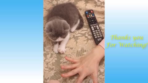 Adorable Funny Cats Compilation