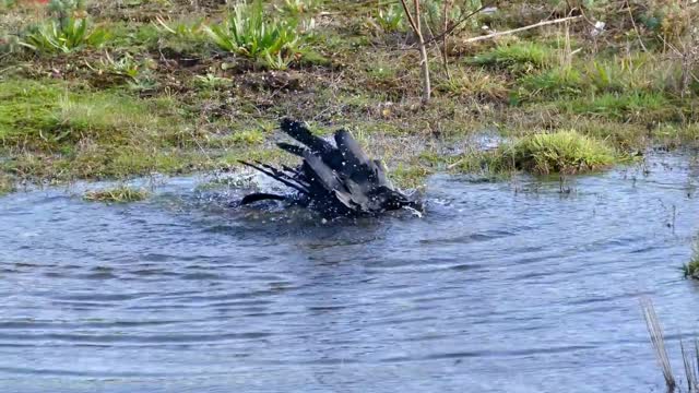 Crow Have Its Shower Time In A Pond