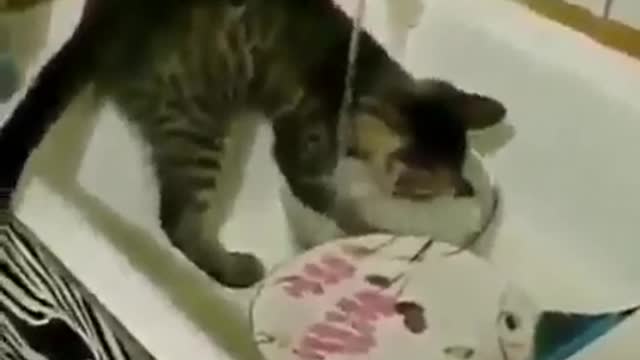 Watch how this cat cleans the dishes