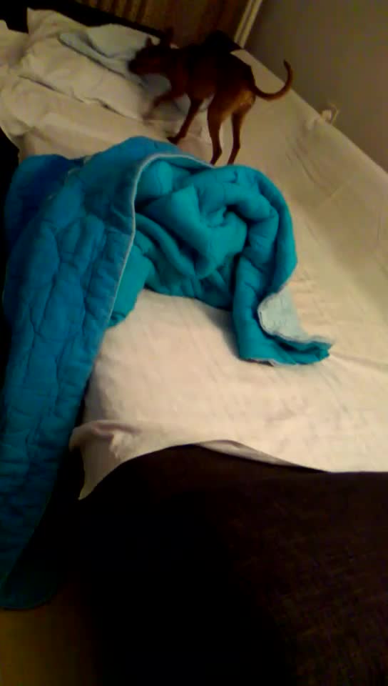 Mini pincher is getting ready to sleep