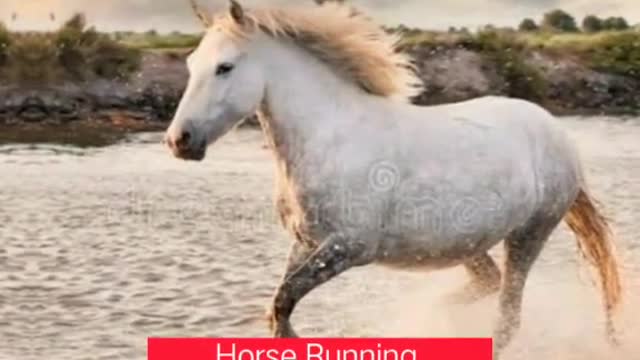 Horse running in water