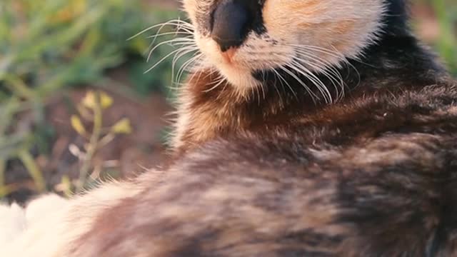 The world beautiful cat ❤❤