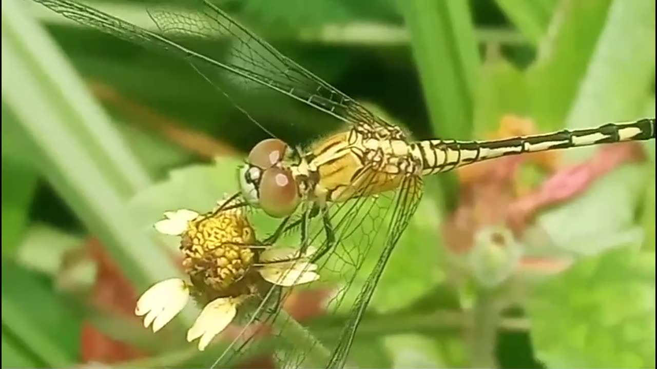 Yellow dragonfly swings in the breeze