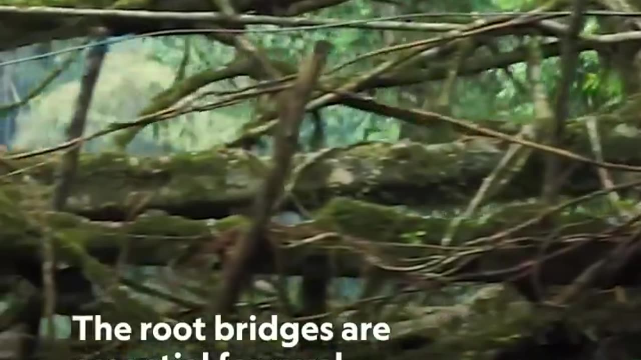 The Khasi people in Meghalaya India have artfully trained tree roots to grow across streams