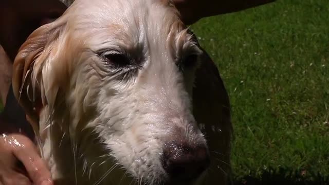 Dog take a bath