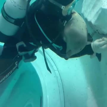 Seal with cat type attachment issues 🤣