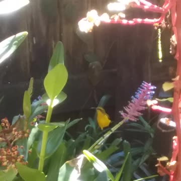 19.7.2024 Yellow Bellied Sunbird (2)